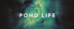 Doctor Who Pond Life (2012) 